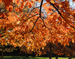Illustration for article titled Shooting Challenge Fall Leaves Gallery 2